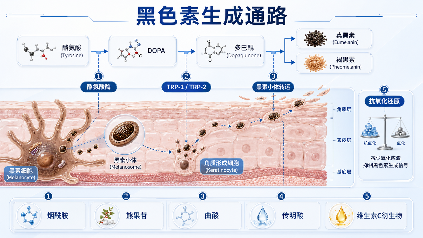 黑色素生成、黑素小体转运和美白成分作用通路示意图